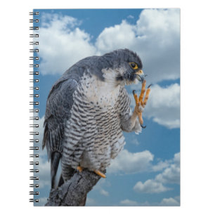 Peregrine Falcon along the Hudson River Notebook