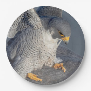 Peregrine Falcon along the Hudson River Paper Plate