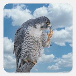 Peregrine Falcon along the Hudson River Square Sticker