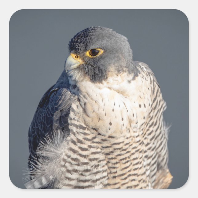 Peregrine Falcon along the Hudson River Square Sticker (Front)