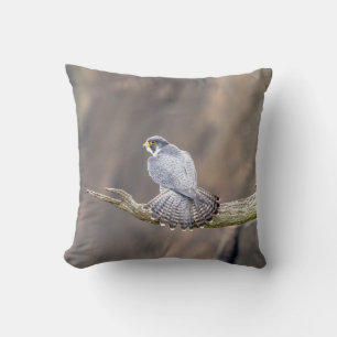 Peregrine Falcon at the Palisades Interstate Park Cushion