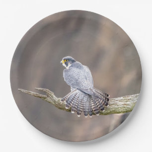 Peregrine Falcon at the Palisades Interstate Park Paper Plate