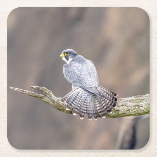 Peregrine Falcon at the Palisades Interstate Park Square Paper Coaster