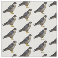 Peregrine falcon bird cartoon illustration