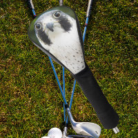 Peregrine Falcon Bird of Prey Photo