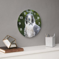 Peregrine Falcon Bird of Prey Photo