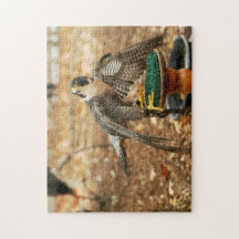 peregrine falcon, bird of prey puzzle