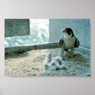 Peregrine Falcon Chicks, Female Poster