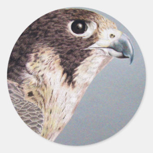 Peregrine Falcon Classic Round Sticker