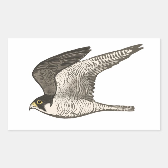 Peregrine Falcon coloured pencil drawing Rectangular Sticker (Front)