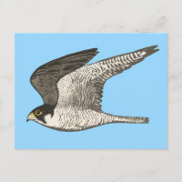 Peregrine Falcon Coloured Pencil Illustration