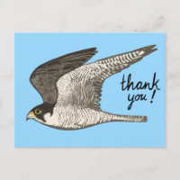 Peregrine Falcon Coloured Pencil THANK YOU