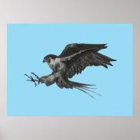 Peregrine Falcon Drawing on Canvas