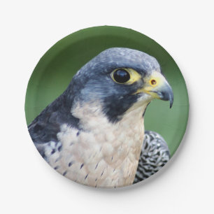 Peregrine Falcon Face Photo Paper Plate