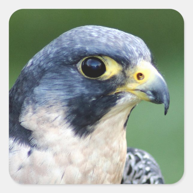 Peregrine Falcon Face Photo Square Sticker (Front)