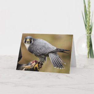 Peregrine Falcon Greetings Card