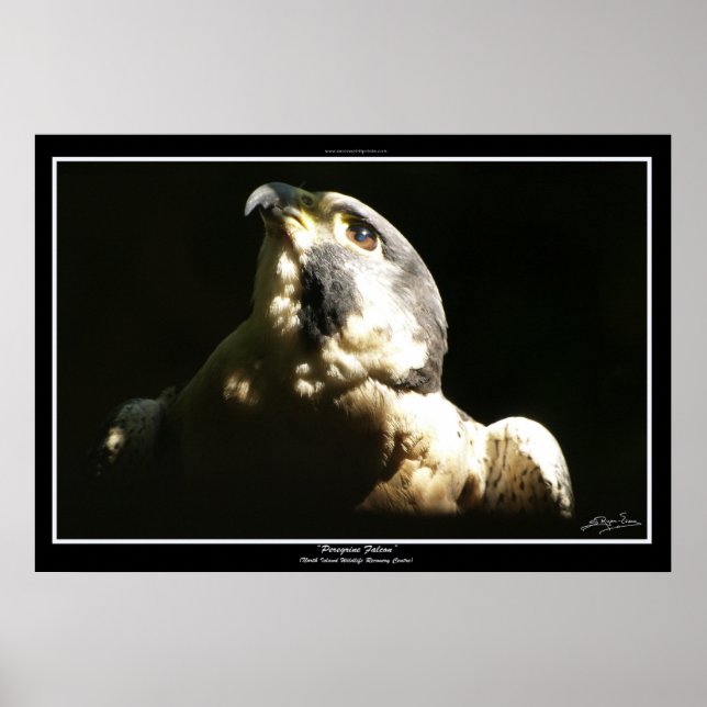 PEREGRINE FALCON I ~ Photo Print or Poster (Front)