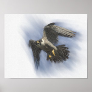 Peregrine Falcon in Flight Poster