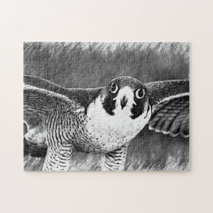 Peregrine Falcon Jigsaw Puzzle