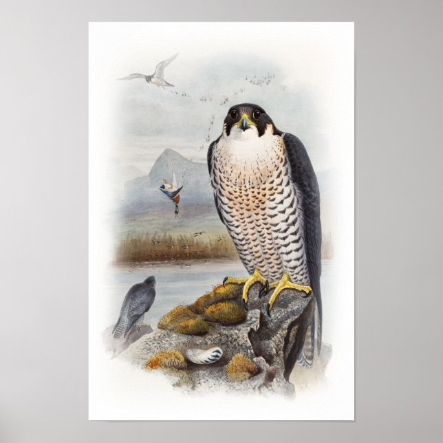 Peregrine Falcon John Gould Birds of Great Britain Poster (Front)