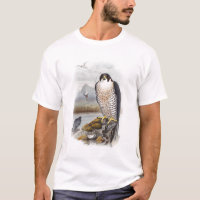 Peregrine Falcon John Gould Birds of Great Britain