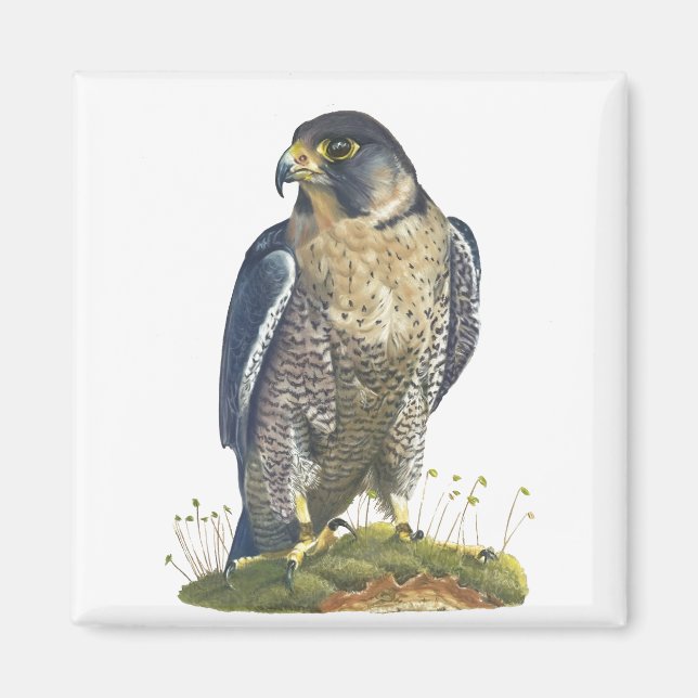 Peregrine Falcon Magnet (Front)