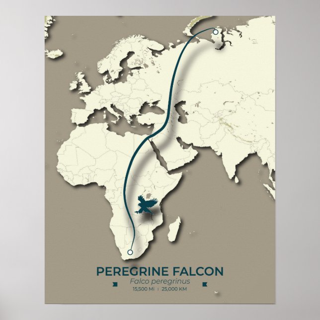 Peregrine Falcon Migration Map – Minimalist Poster (Front)