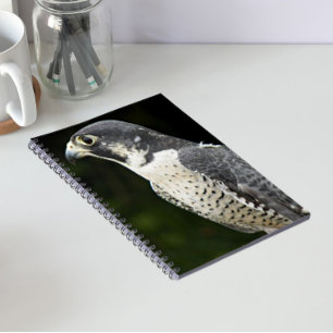 Peregrine Falcon Nature Photo Notebook