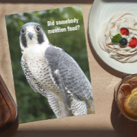 Peregrine Falcon Photo Funny Birthday Card