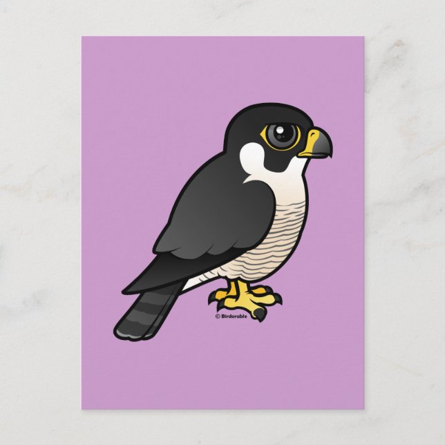 Peregrine Falcon Postcard (Front)