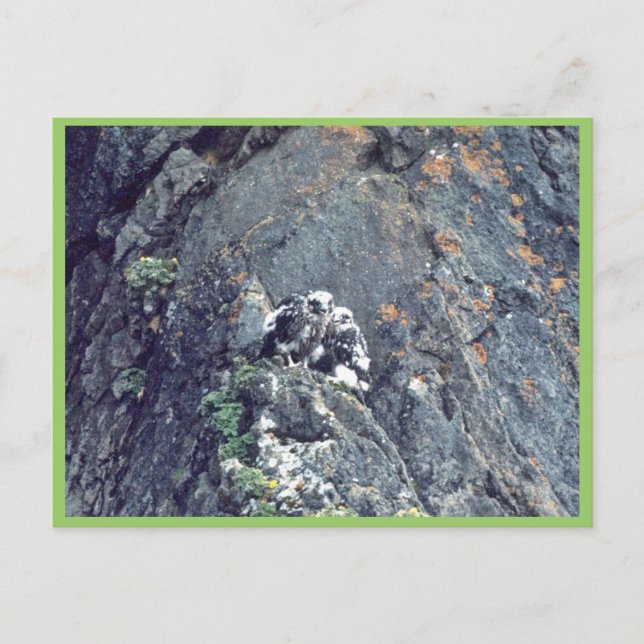 Peregrine falcon postcard (Front)