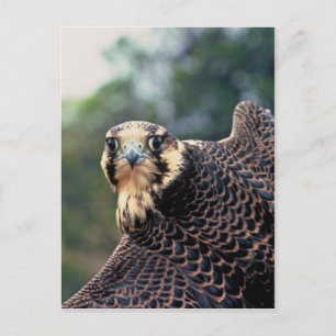 Peregrine Falcon Postcard