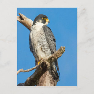 Peregrine Falcon Postcard