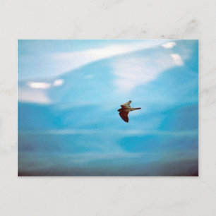 Peregrine Falcon Postcard