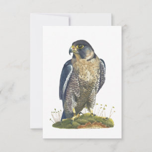 Peregrine Falcon Postcard-Style Note Card