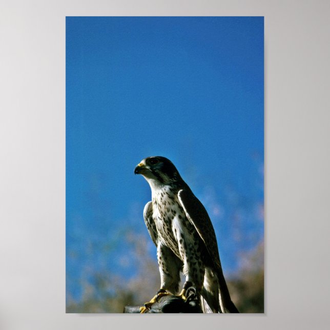 Peregrine Falcon Poster (Front)