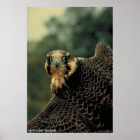 Peregrine Falcon