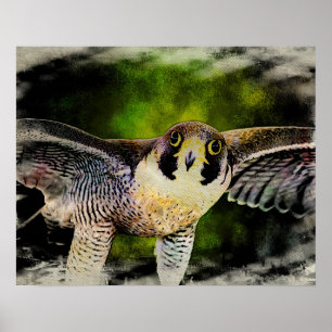 Peregrine Falcon Poster
