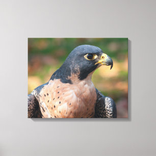 Peregrine Falcon Profile Canvas Print