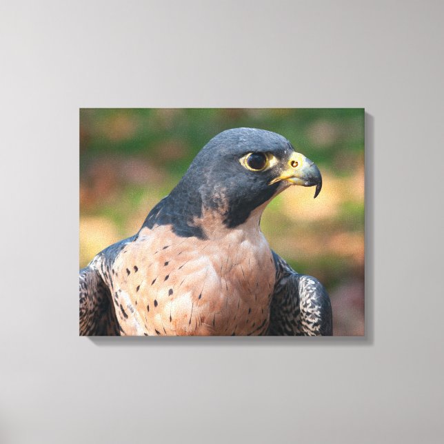 Peregrine Falcon Profile Canvas Print (Front)