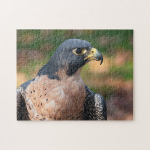 Peregrine Falcon Profile Jigsaw Puzzle