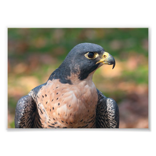 Peregrine Falcon Profile Photo Print (Front)