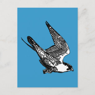 Peregrine Falcon Sketch Postcard