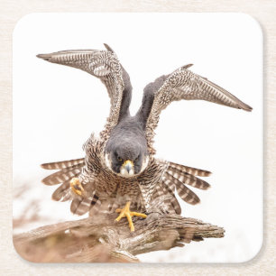 Peregrine Falcon Square Paper Coaster