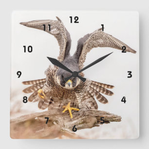 Peregrine Falcon Square Wall Clock