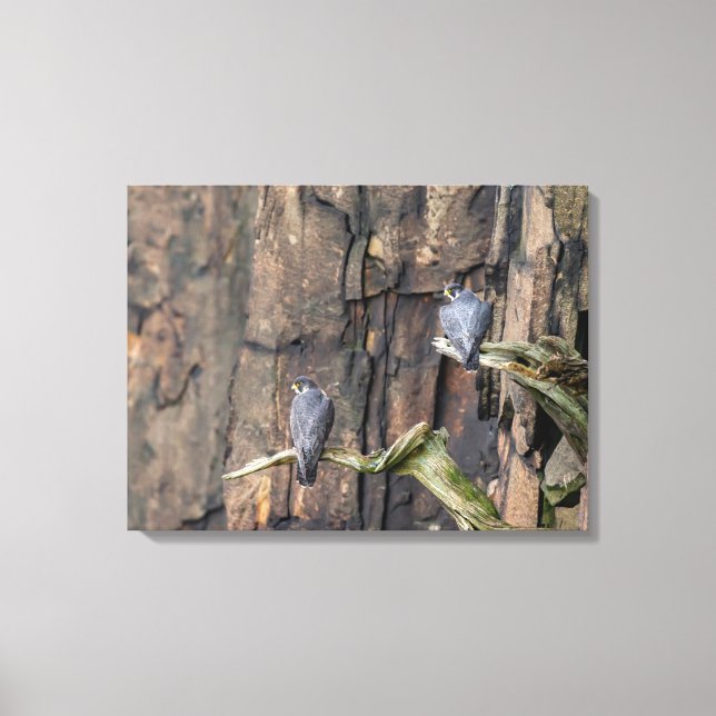 Peregrine Falcons On The Rocks Canvas Print (Front)