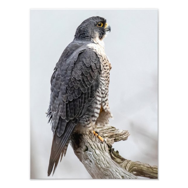 Peregrine Falcons Perched Photo Print (Front)