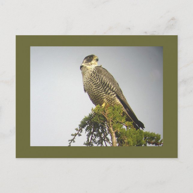 Peregrine Postcard (Front)