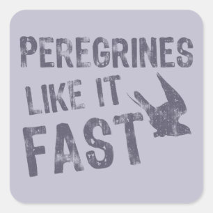 Peregrines Like It Fast Square Sticker