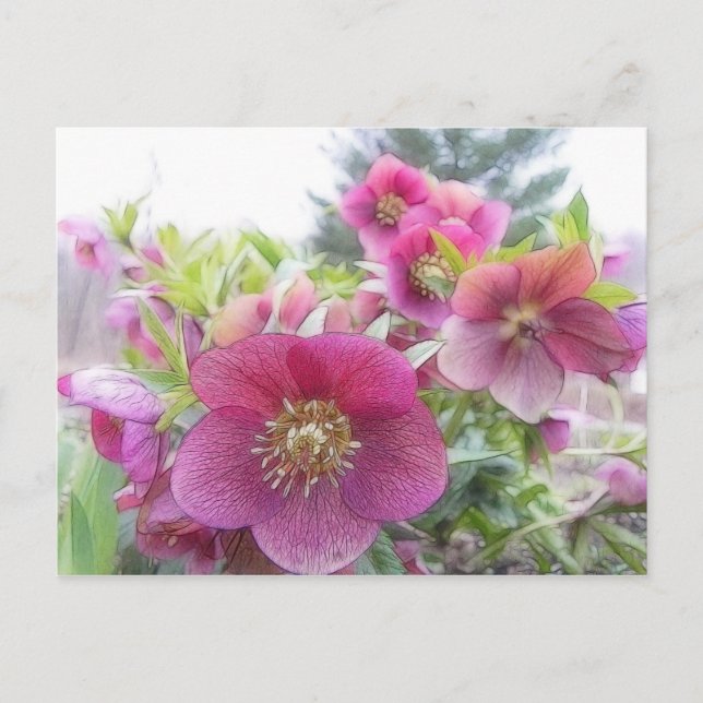 Perennial Plants - Purple Hellebore Postcard (Front)